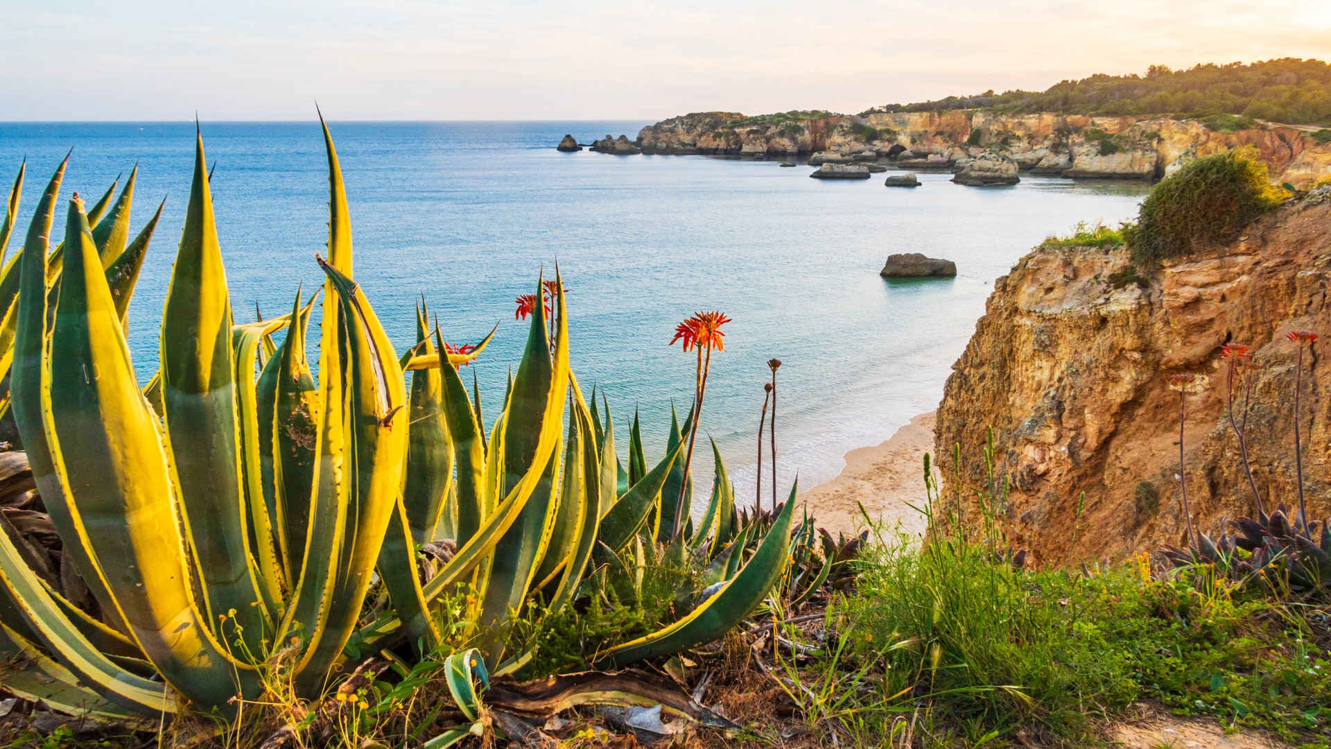 Agave et falaises - Côte de l'Algarve - Portugal