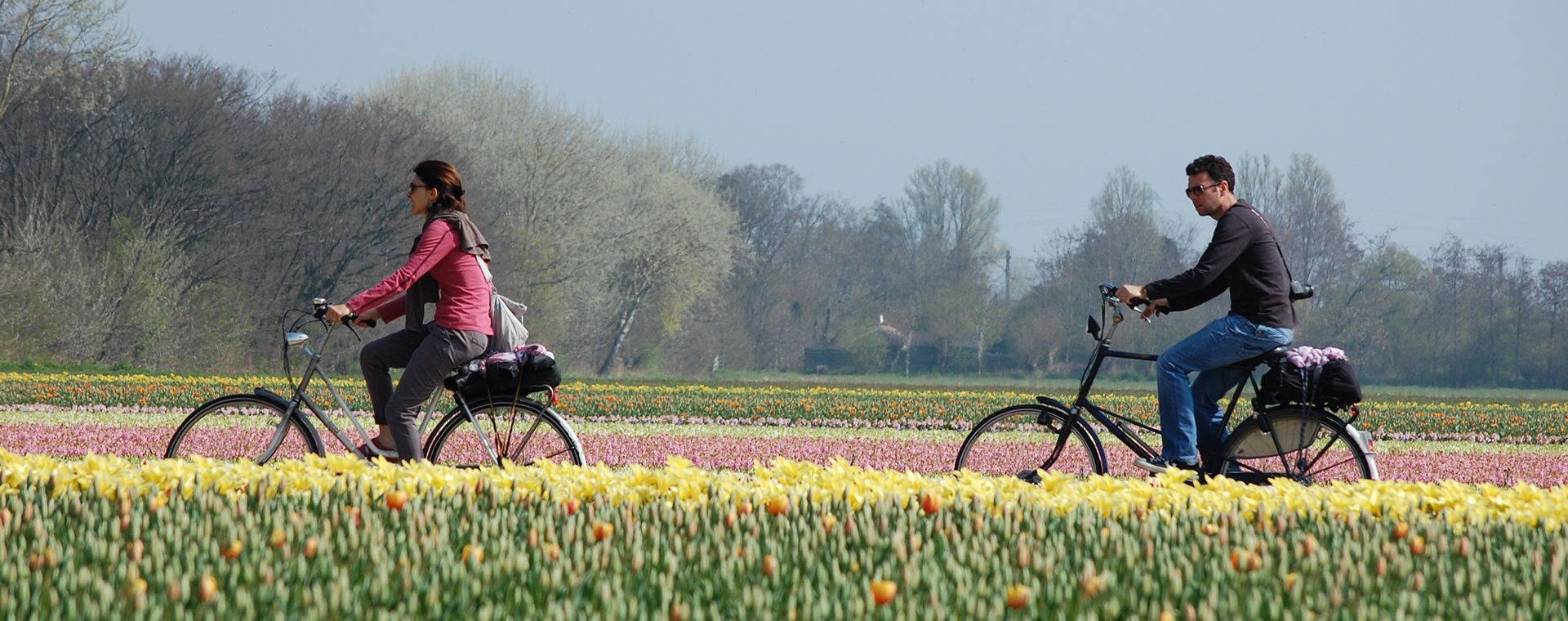 Couple de cyclistes longeant les champs de tulipes - Pays-Bas