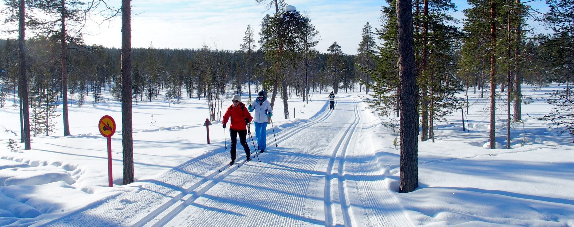 Pistes de ski de fond dans la forêt de pins - Laponie - Finlande