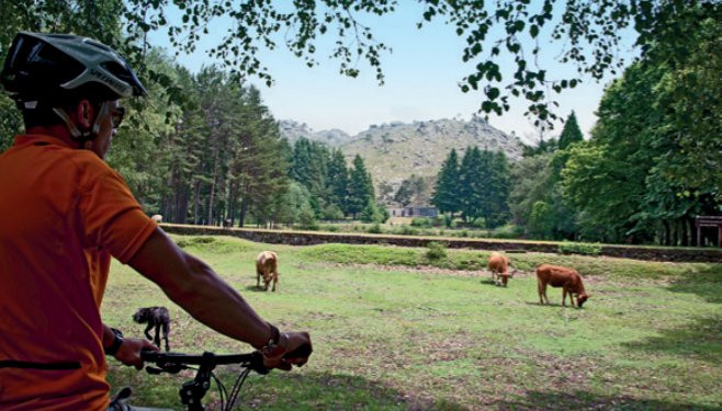 Cycliste et vaches - Parc national de Peneda-Gerês - Portugal