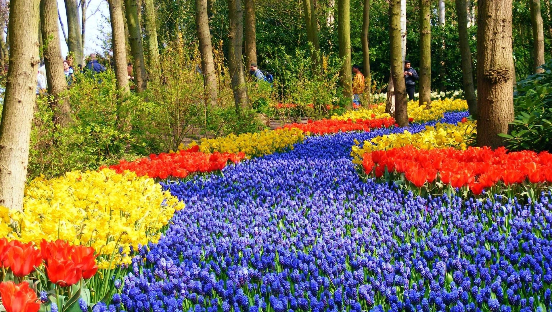 © David Praire Massifs de tulipes et muscaris - Parc floral de Keukenhof - Lisse - Pays-Bas