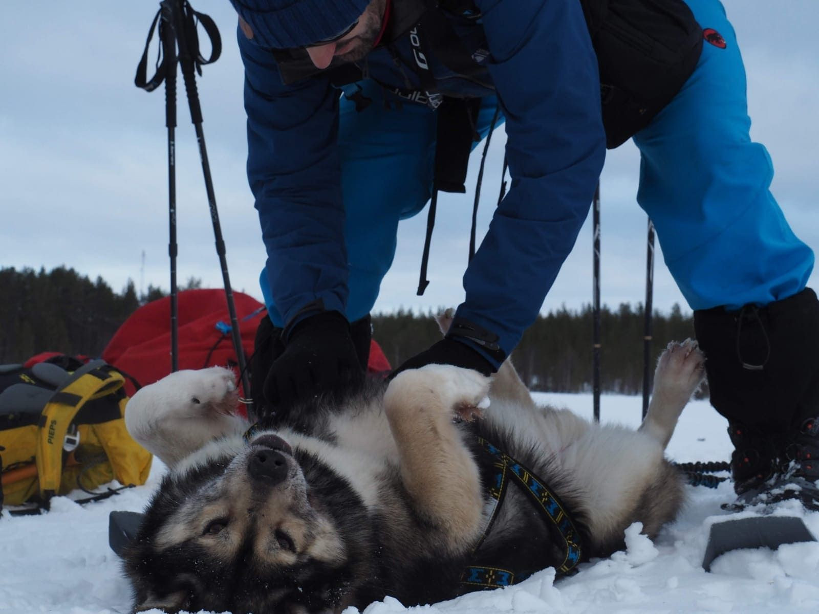 Chien husky couché dans la neige - Laponie - Finlande