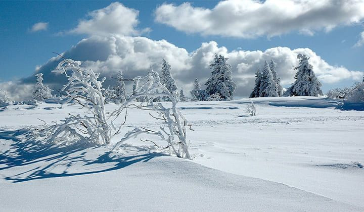 Arbres givrés dans la neige - Vosges - France