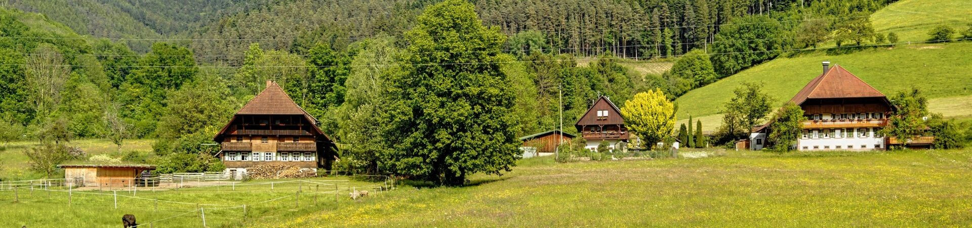 Langeafstandswandelpaden en trektochten in het Zwarte Woud