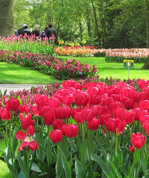 Massifs de tulipes - Parc floral de Keukenhof - Lisse - Pays-Bas