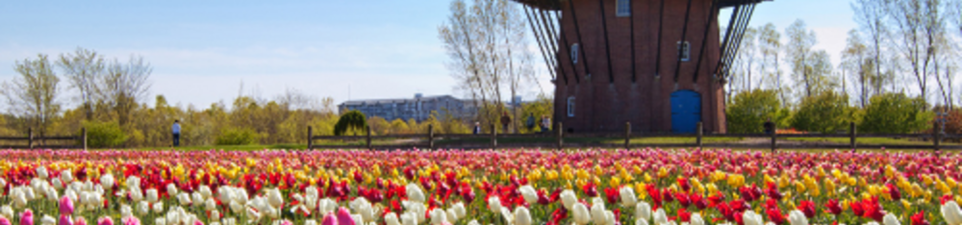 Champ de tulipes et moulin à vent - Den Helder - Pays-Bas