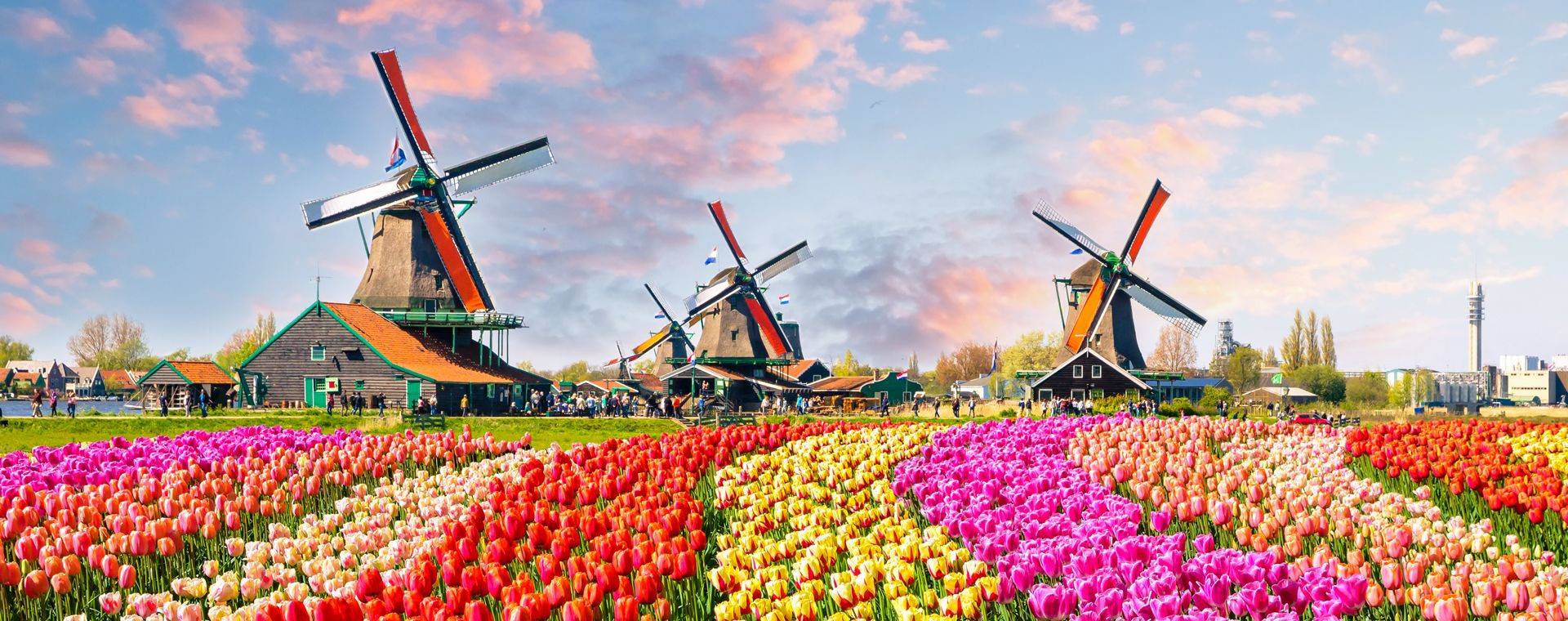 Tulipes Moulins Zaanse Schans - Pays-Bas