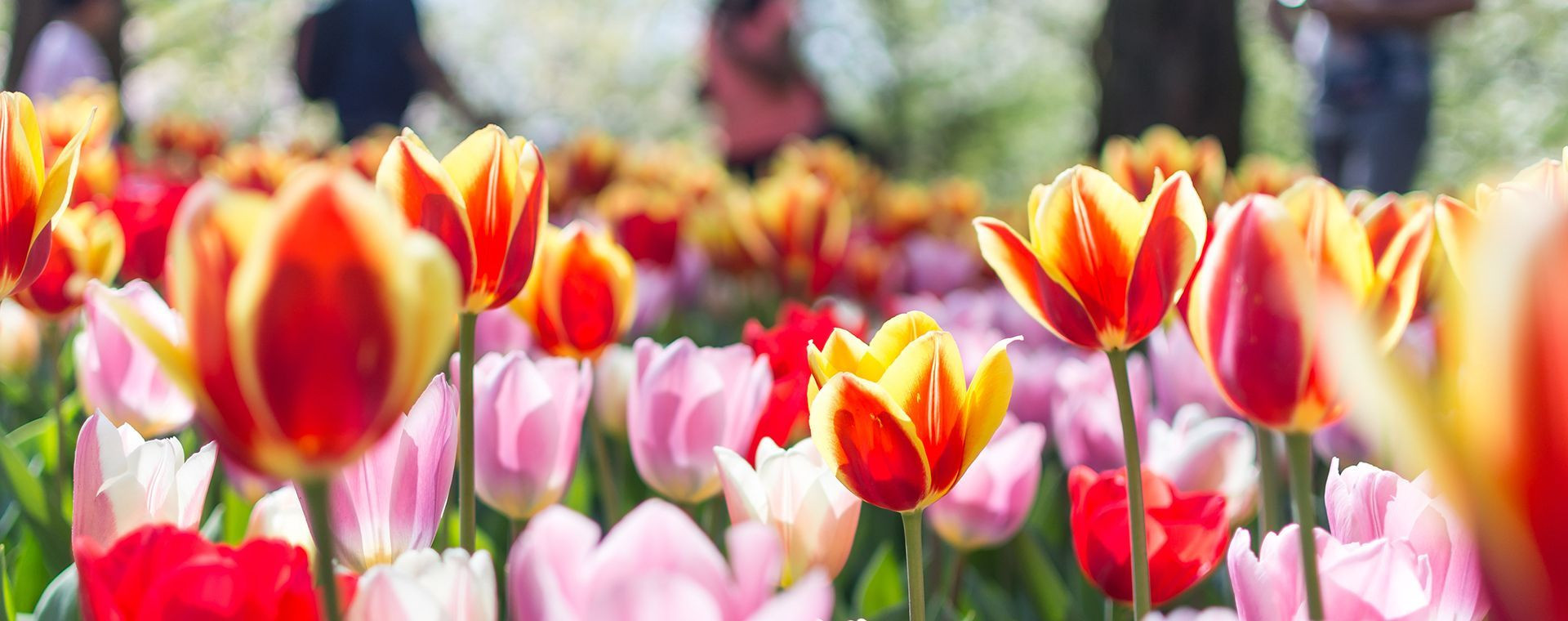 Tulipes Parc Floral Keukenhof Lisse Pays Bas - Pays-Bas