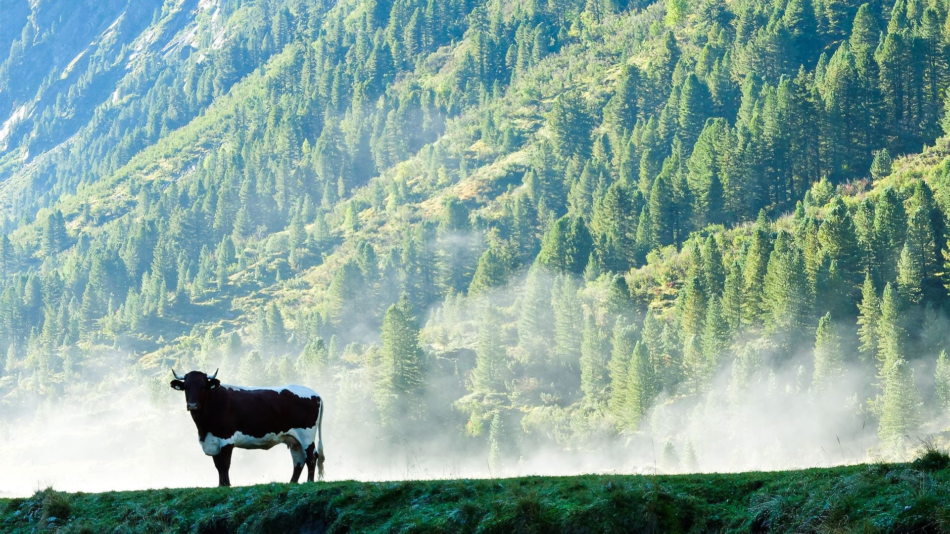 7-daagse trektocht in de Alpen