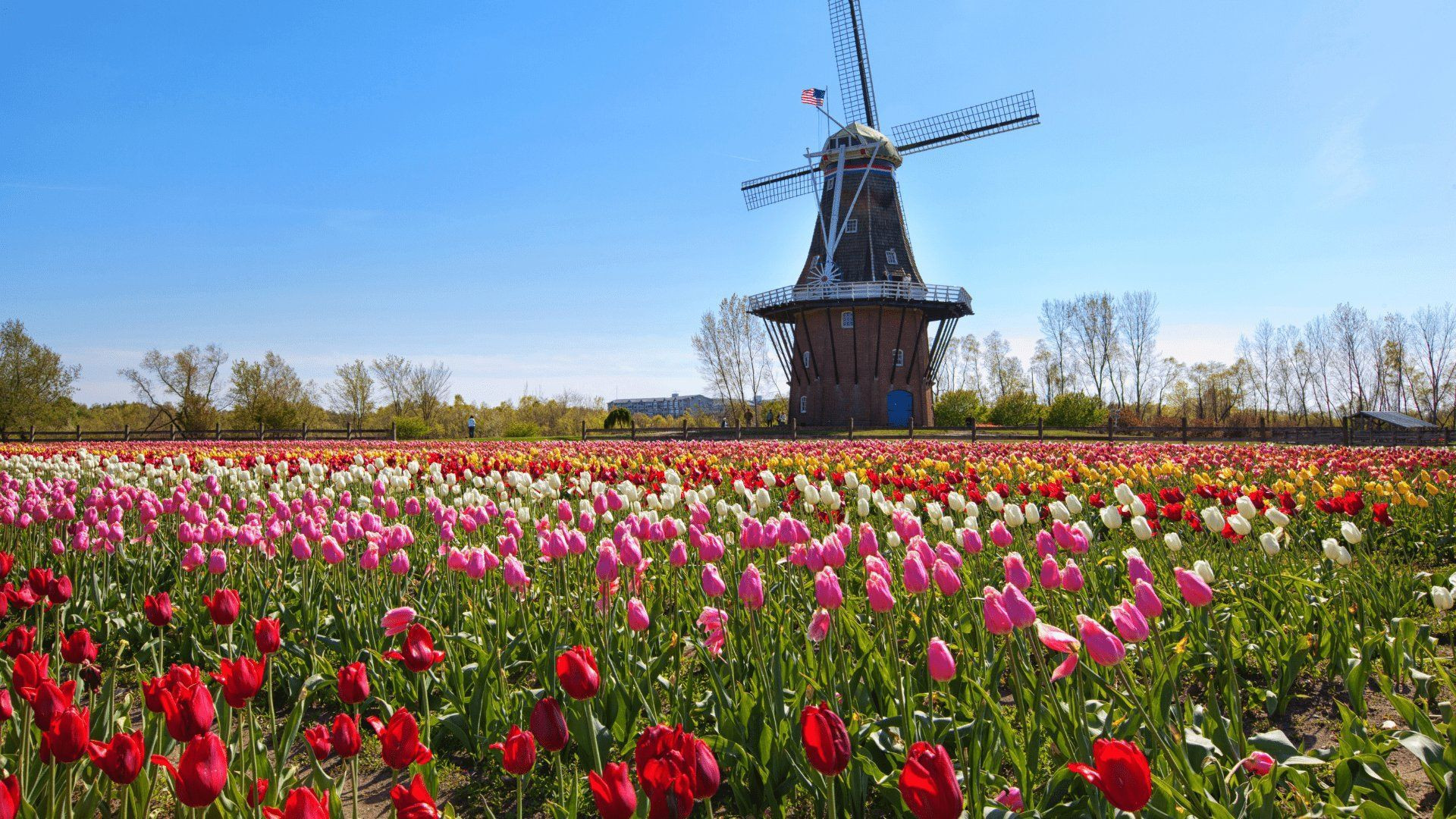 Moulin à vent et champ de tulipes - Pays-Bas