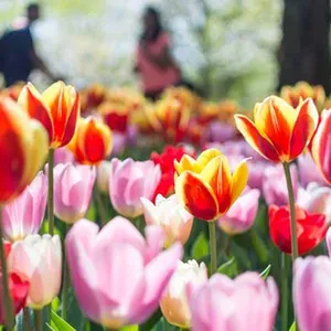 Nederland in bloei, een speciale tulpenreis