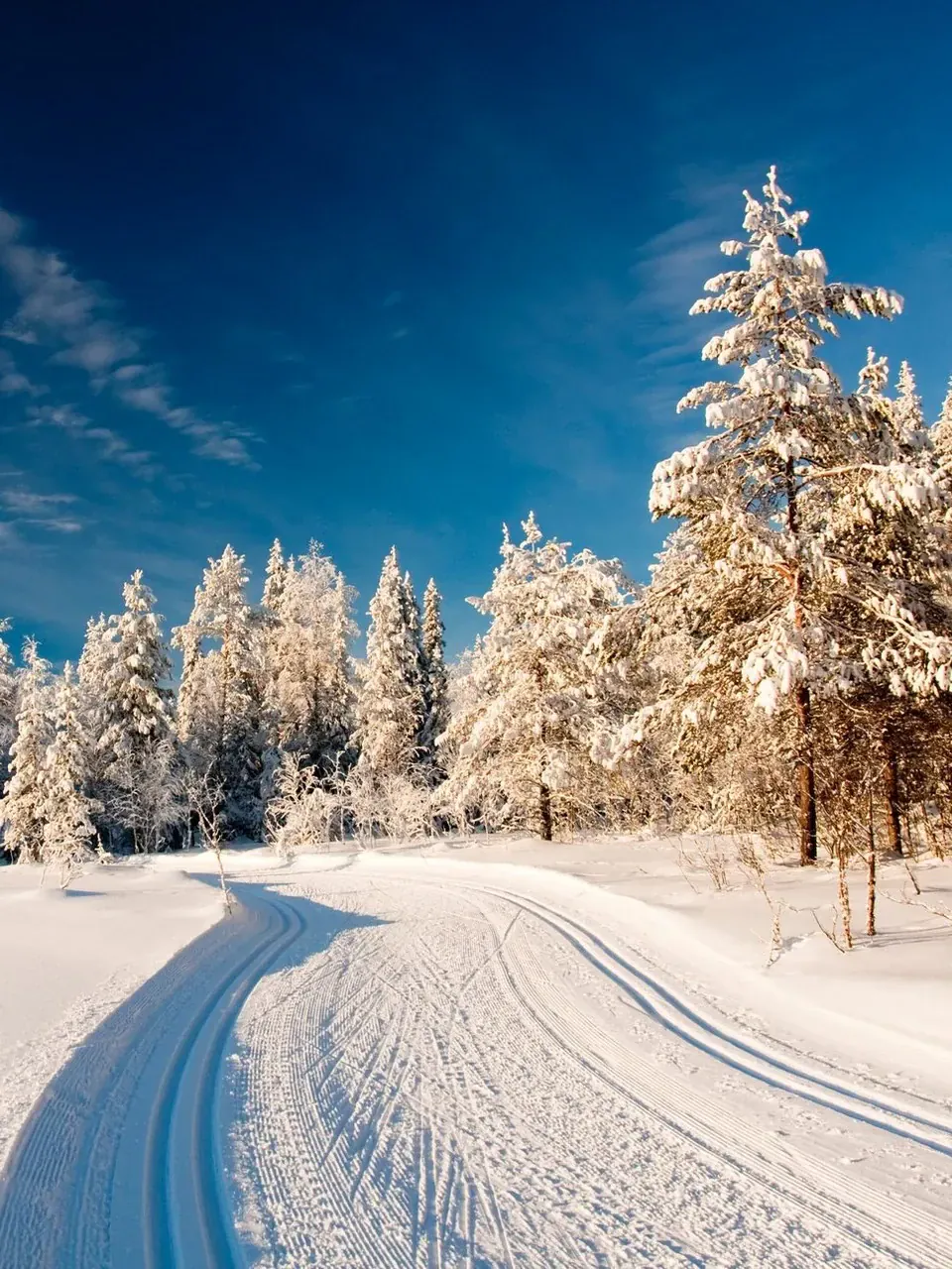De winter
